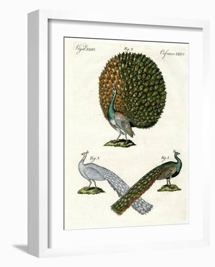 Different Kinds of Peacocks-null-Framed Giclee Print