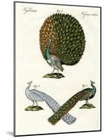 Different Kinds of Peacocks-null-Mounted Giclee Print