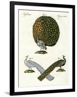 Different Kinds of Peacocks-null-Framed Premium Giclee Print