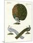 Different Kinds of Peacocks-null-Mounted Premium Giclee Print