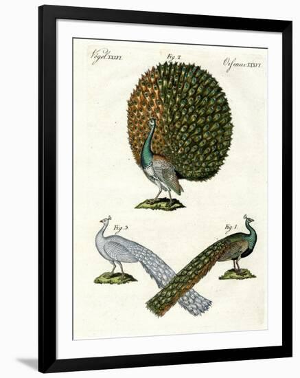 Different Kinds of Peacocks-null-Framed Giclee Print