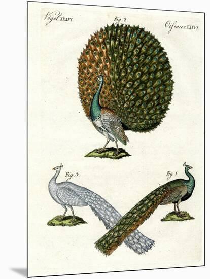 Different Kinds of Peacocks-null-Mounted Giclee Print