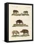 Different Kinds of Pigs-null-Framed Stretched Canvas