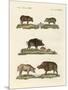 Different Kinds of Pigs-null-Mounted Premium Giclee Print