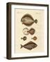 Different Kinds of Plaices-null-Framed Giclee Print