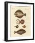 Different Kinds of Plaices-null-Framed Giclee Print
