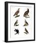 Different Kinds of Raptors-null-Framed Giclee Print