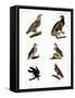 Different Kinds of Raptors-null-Framed Stretched Canvas