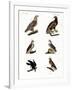 Different Kinds of Raptors-null-Framed Giclee Print