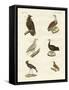 Different Kinds of Raptors-null-Framed Stretched Canvas