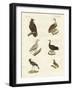 Different Kinds of Raptors-null-Framed Giclee Print