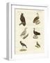 Different Kinds of Raptors-null-Framed Giclee Print
