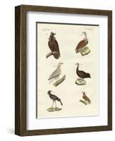 Different Kinds of Raptors-null-Framed Giclee Print