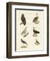 Different Kinds of Raptors-null-Framed Giclee Print