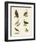 Different Kinds of Raptors-null-Framed Giclee Print