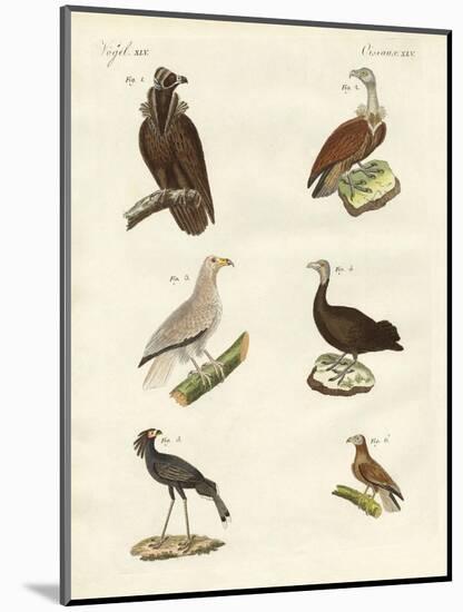 Different Kinds of Raptors-null-Mounted Giclee Print