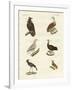 Different Kinds of Raptors-null-Framed Giclee Print