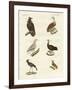 Different Kinds of Raptors-null-Framed Giclee Print