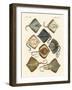 Different Kinds of Rays-null-Framed Giclee Print