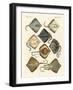 Different Kinds of Rays-null-Framed Giclee Print