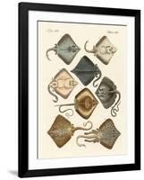 Different Kinds of Rays-null-Framed Giclee Print