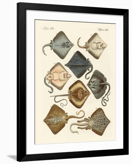 Different Kinds of Rays-null-Framed Giclee Print