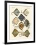 Different Kinds of Rays-null-Framed Giclee Print