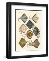 Different Kinds of Rays-null-Framed Giclee Print