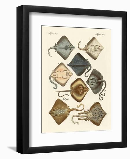 Different Kinds of Rays-null-Framed Giclee Print