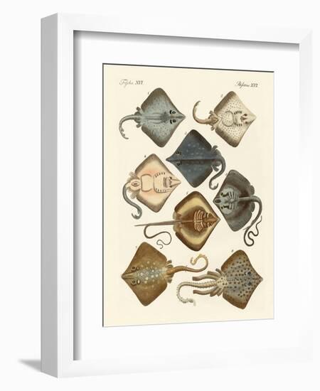 Different Kinds of Rays-null-Framed Giclee Print