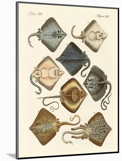 Different Kinds of Rays-null-Mounted Giclee Print