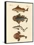 Different Kinds of Sharks-null-Framed Stretched Canvas