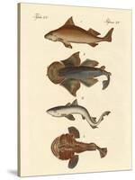 Different Kinds of Sharks-null-Stretched Canvas