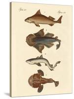 Different Kinds of Sharks-null-Stretched Canvas