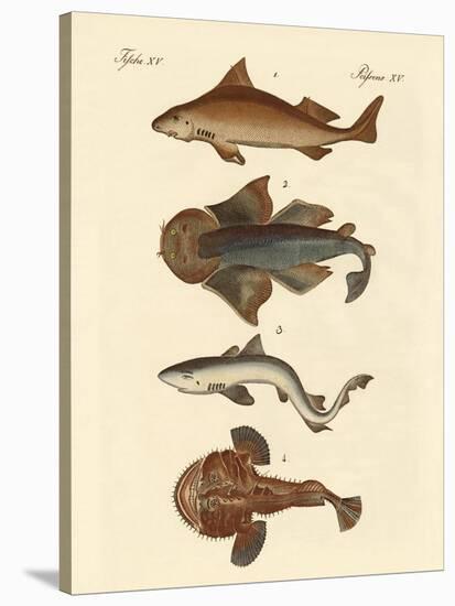 Different Kinds of Sharks-null-Stretched Canvas