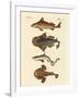 Different Kinds of Sharks-null-Framed Giclee Print