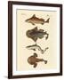 Different Kinds of Sharks-null-Framed Giclee Print