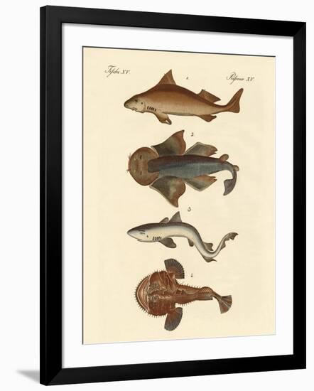 Different Kinds of Sharks-null-Framed Giclee Print