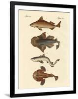 Different Kinds of Sharks-null-Framed Giclee Print