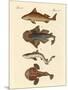Different Kinds of Sharks-null-Mounted Giclee Print