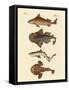Different Kinds of Sharks-null-Framed Stretched Canvas