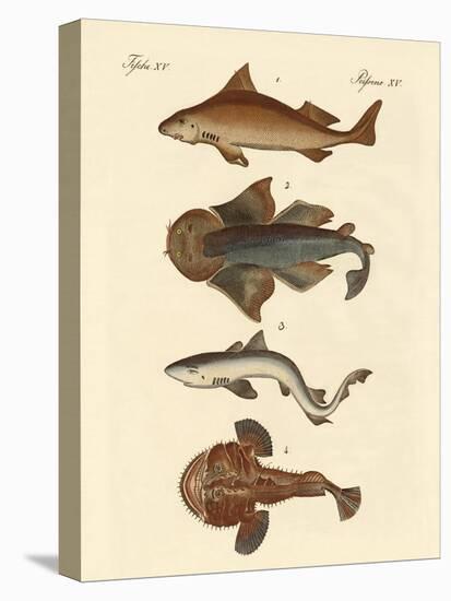 Different Kinds of Sharks-null-Stretched Canvas