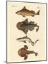 Different Kinds of Sharks-null-Mounted Giclee Print