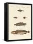 Different Kinds of Shellfish-null-Framed Stretched Canvas