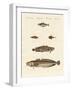 Different Kinds of Shellfish-null-Framed Giclee Print