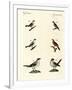 Different Kinds of Shrikes-null-Framed Giclee Print