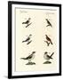 Different Kinds of Shrikes-null-Framed Giclee Print