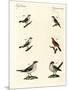 Different Kinds of Shrikes-null-Mounted Giclee Print