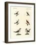 Different Kinds of Shrikes-null-Framed Giclee Print