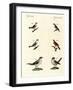 Different Kinds of Shrikes-null-Framed Giclee Print